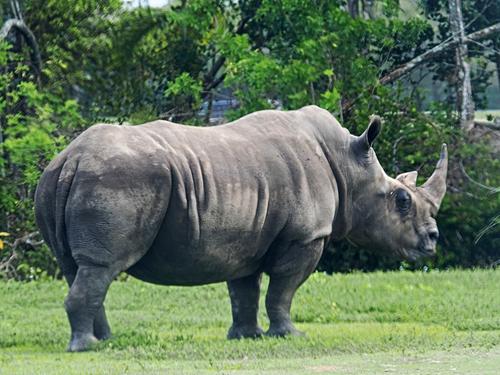 Southern white rhinoceros #3