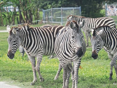 Zebra herd #3