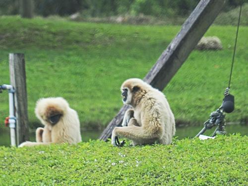White Handed Gibbons #2