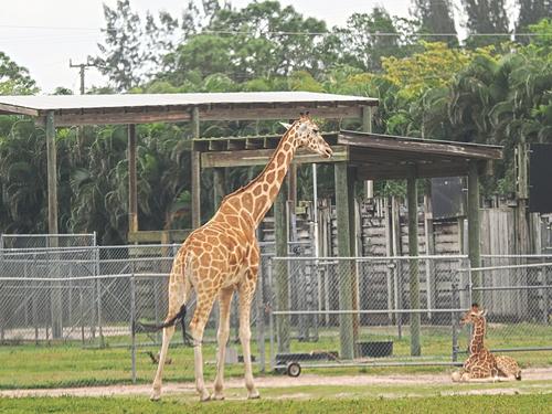 Giraffe parent and child