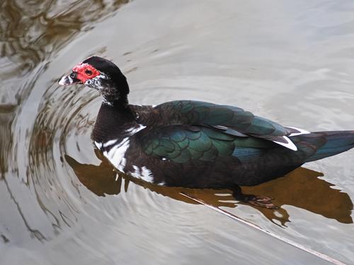 Muscovy duck
