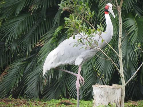 Sarus crane