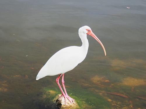 Ibis