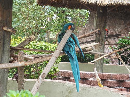 Macaw