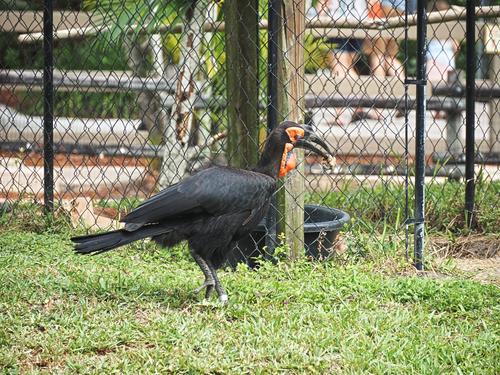 Southern ground hornbill