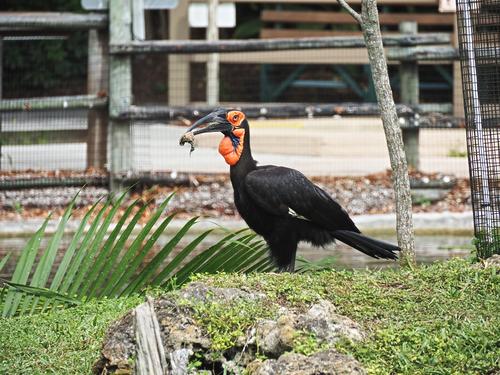 Southern ground hornbill #2