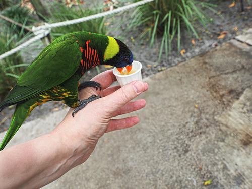 Lorikeet feeding