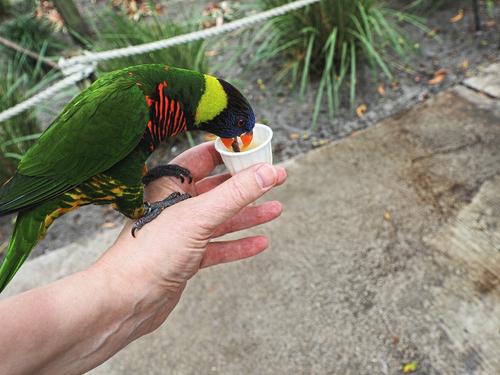 Lorikeet feeding #2