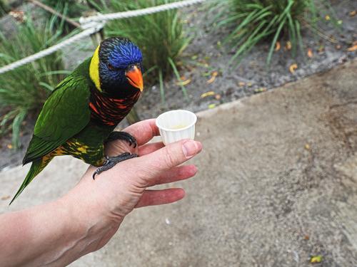 Lorikeet