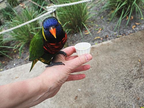 Lorikeet #2