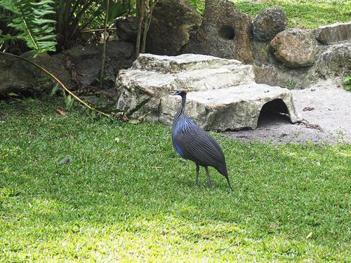 Guineafowl