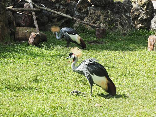Black crowned crane #2