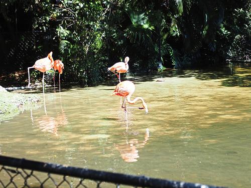 Flamingos #2