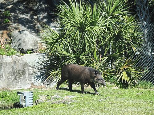Brazilian Tapir