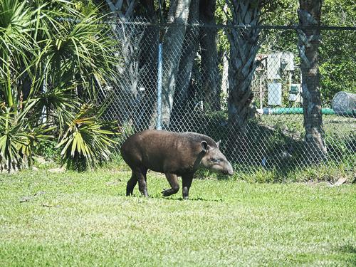 Brazilian Tapir #2