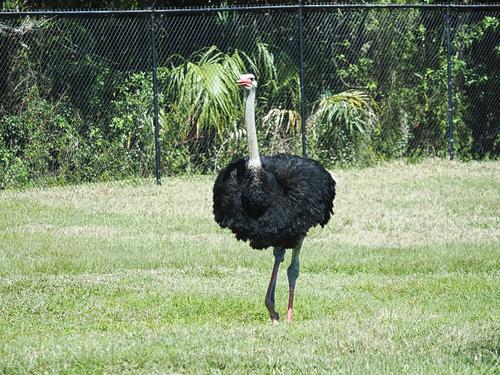Ostrich