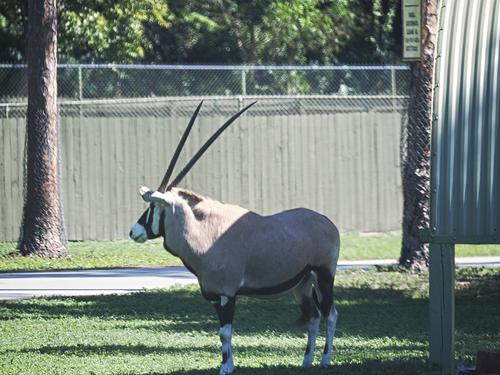 Gemsbok