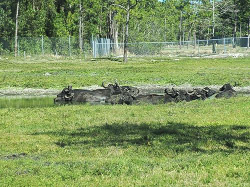 Asiatic Water Buffalo #5