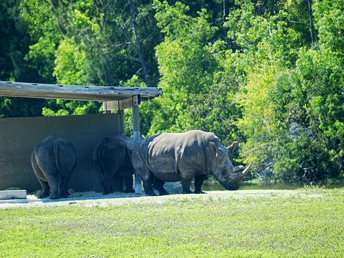 Southern white rhinoceros #5