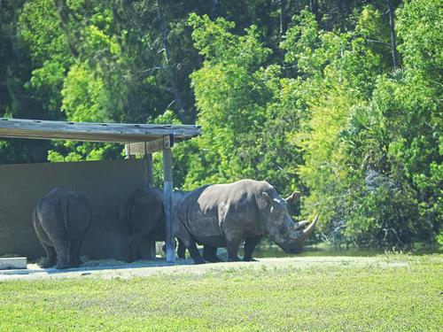 Southern white rhinoceros #6