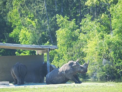 Southern white rhinoceros #7