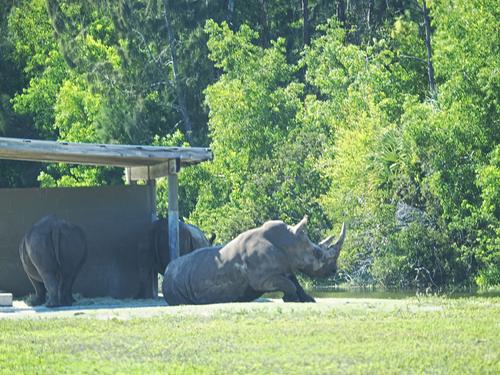 Rhino resting