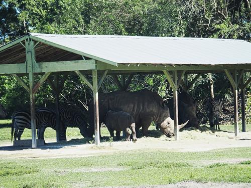 Southern white rhinoceros with baby #2