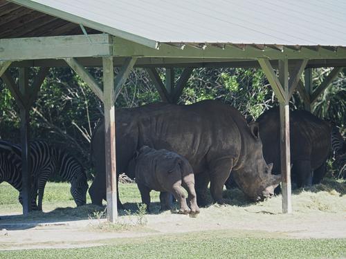 Southern white rhinoceros with baby #3
