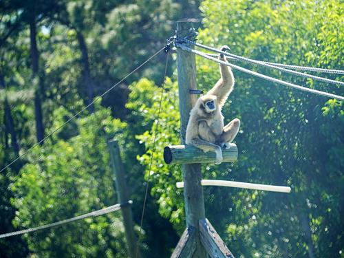 White Handed Gibbon #2