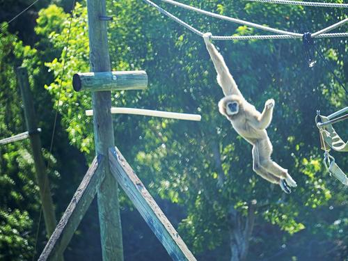 White Handed Gibbon #3