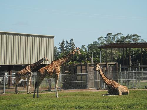 Giraffes