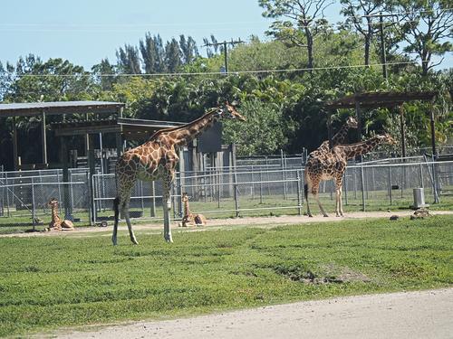 Giraffes #2