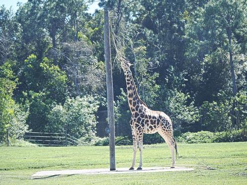 Reach tall for the food