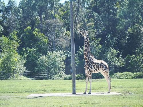 Reach tall for the food #2