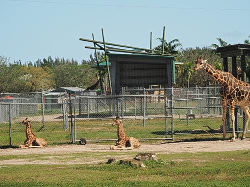 Giraffes #4
