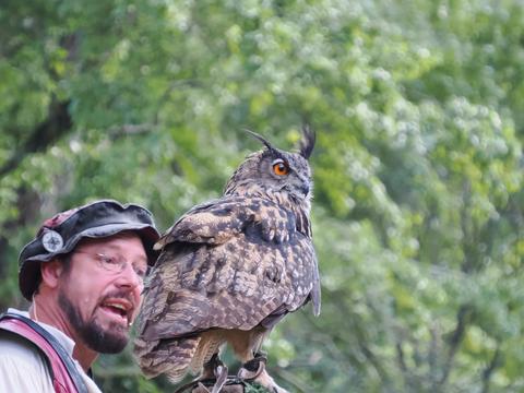 Eagle owl #9