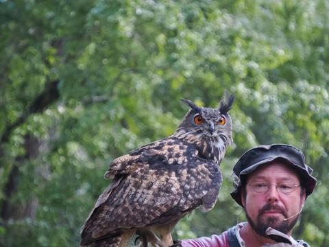 Eagle owl #10