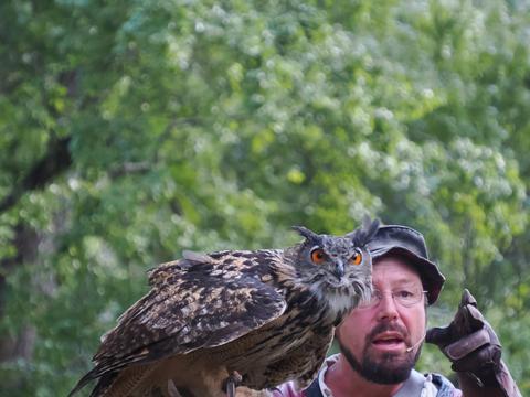 Eagle owl #11