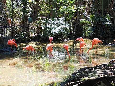 American Flamingos