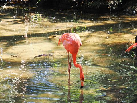 American Flamingo