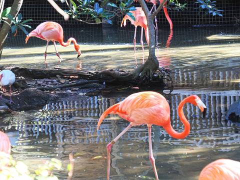 American Flamingo #2