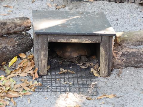 Gopher Tortoise