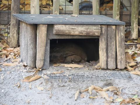 Gopher Tortoise #2