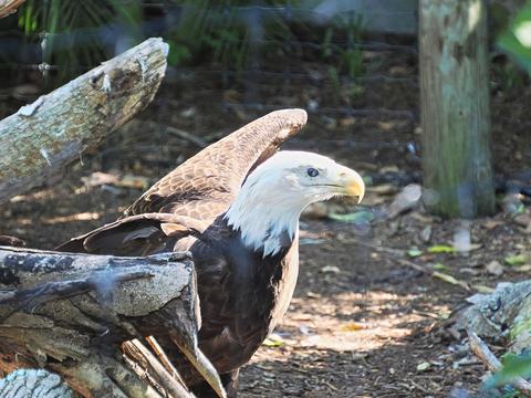 Bald eagle