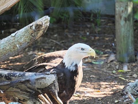 Bald eagle #2