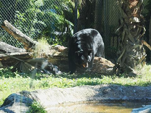 Black bear