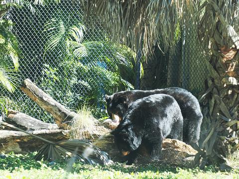Black bears