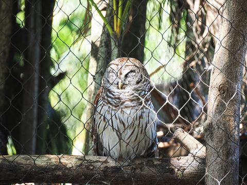 Barred owl