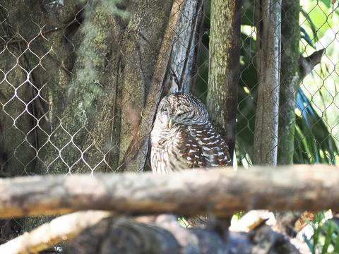 Barred owl #2