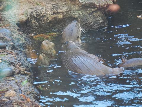North American River Otter